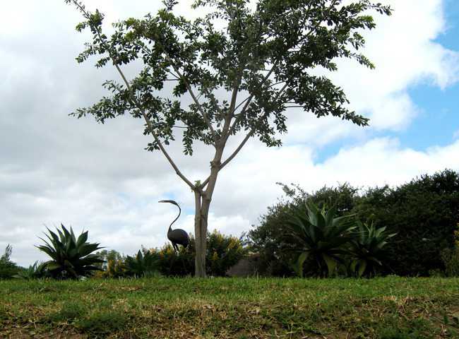 Mutumbi